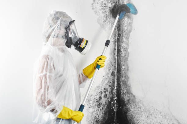 Best Dehumidification Services  in Chackbay, LA